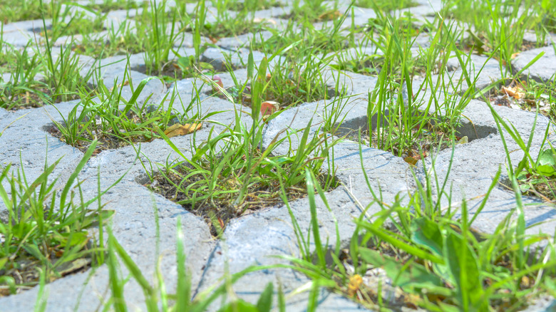 Stone pavers with holes in the center, with grass growing through them