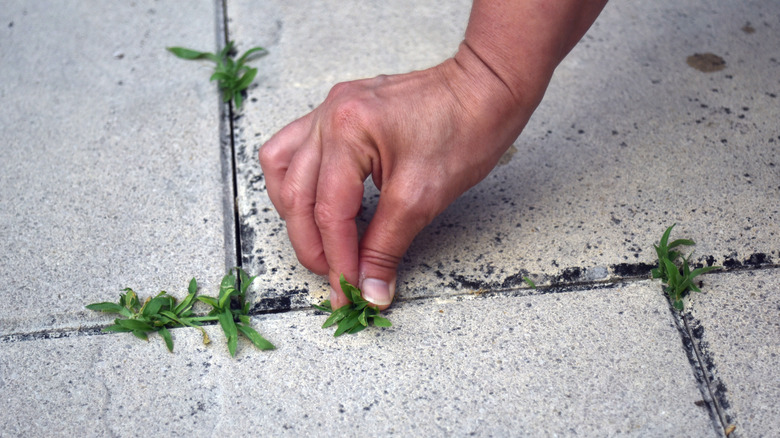 A person's hand removing weeds from concrete