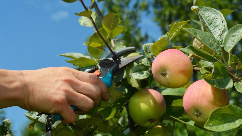 Using pruning shears on apple tree branch