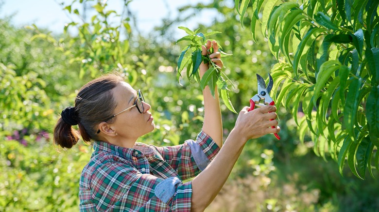 Woman pruning trees
