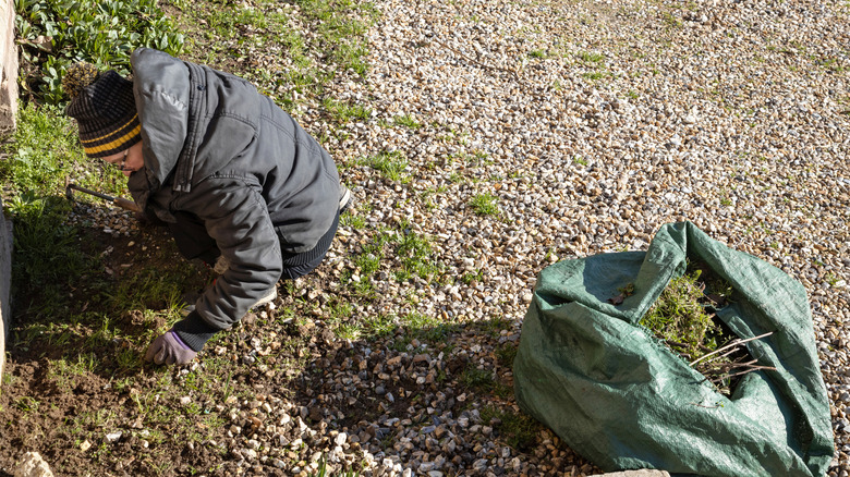 A person pulling weeds growing over a disheveled gravel driveway