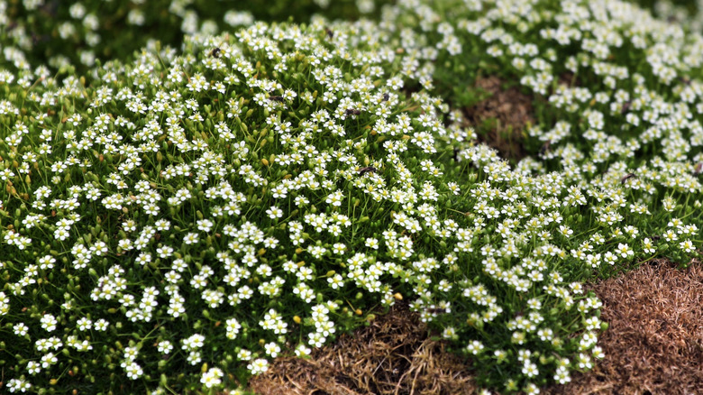 Scotch moss plants in bloom