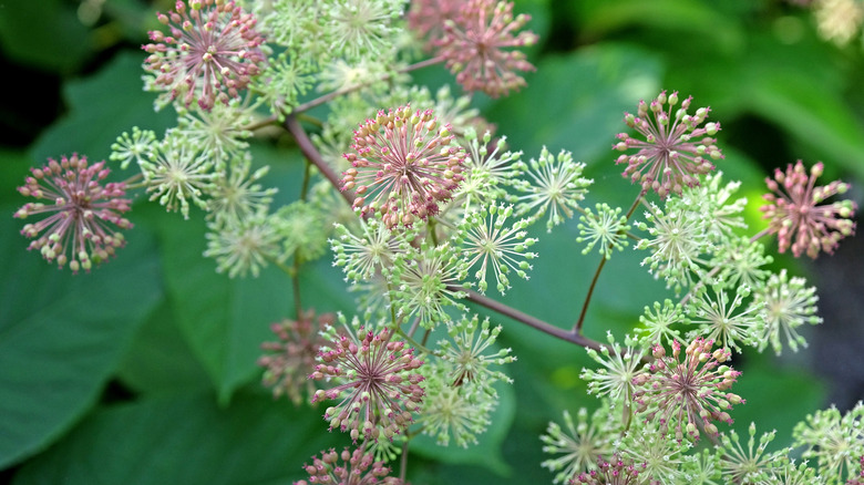 'Sun king' flowers and leaves