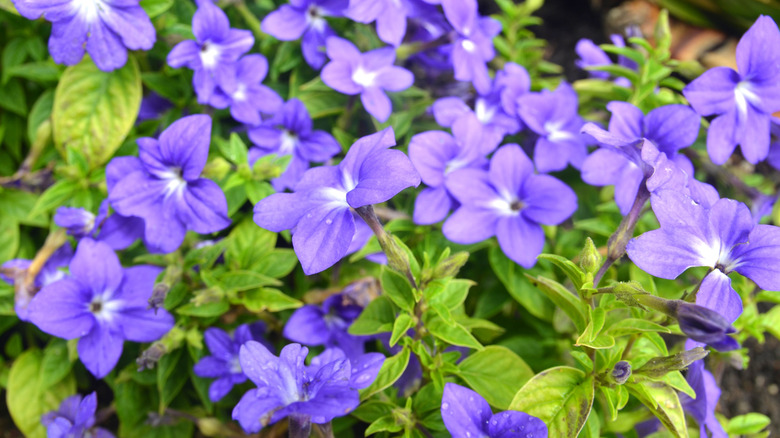 Close-up of purple Browallia flowers