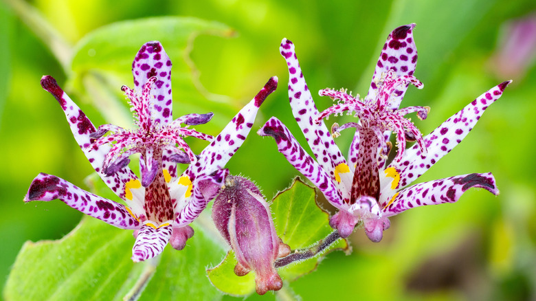 A close-up of purple and white speckled toad lilies