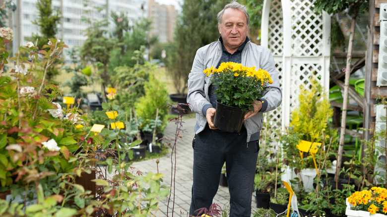 Man holding potted chrysanthemum in a garden center
