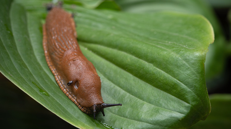 Closeup of massive brown slug on hosta leaf