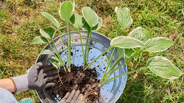 Gardener getting ready to plant hostas