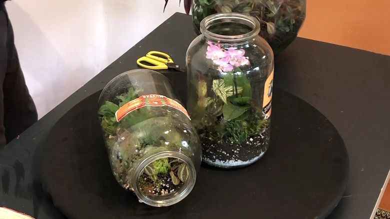 terrariums in pickle jars