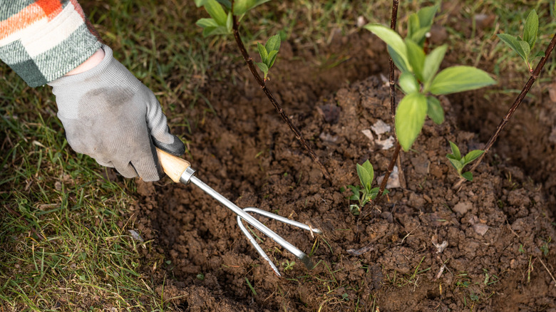 A person using a handheld garden cultivator