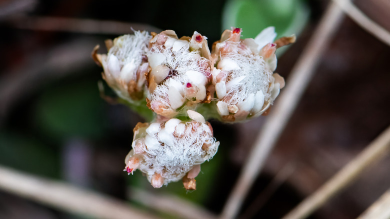 Plantain pussytoe flowers up close