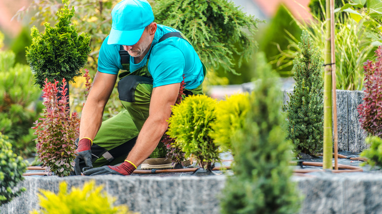 Man doing landscape work