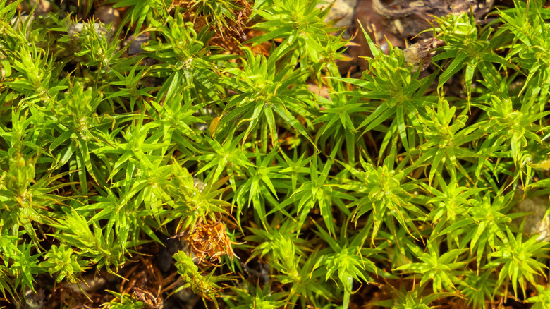 Macro of haircap moss