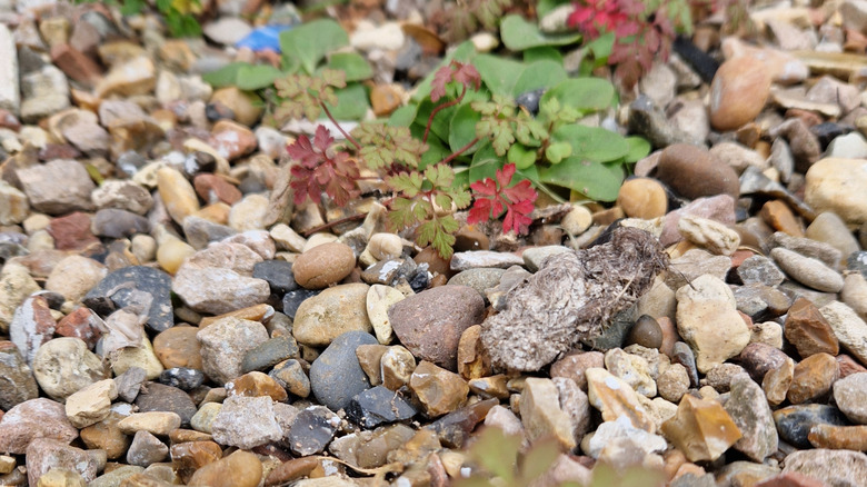 Weeds growing in gravel
