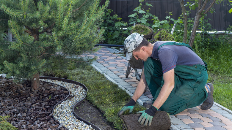 Man rolling out sod while doing landscaping work