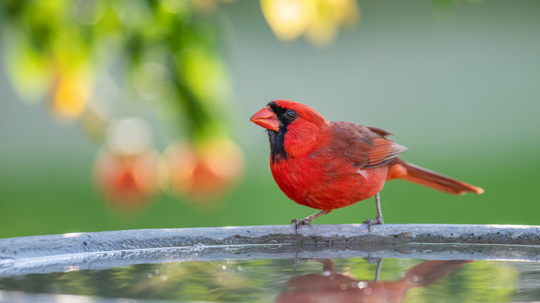 Cardinal perched on rim of stone birdbath