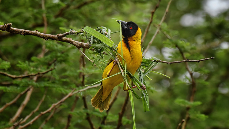 A weaver bird building a nest with blades of grass