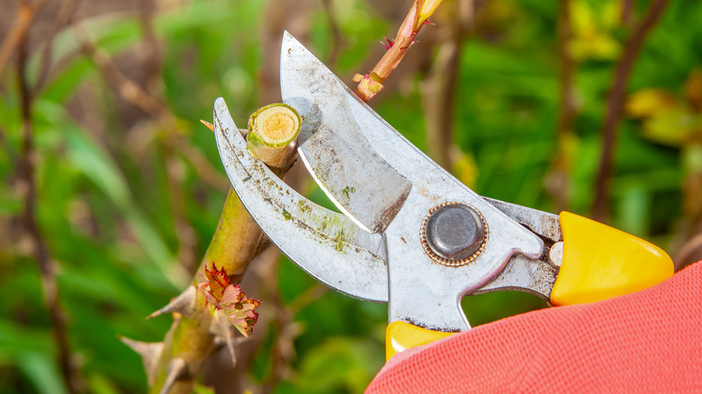 A pruning shears cutting a small piece away from a shrub