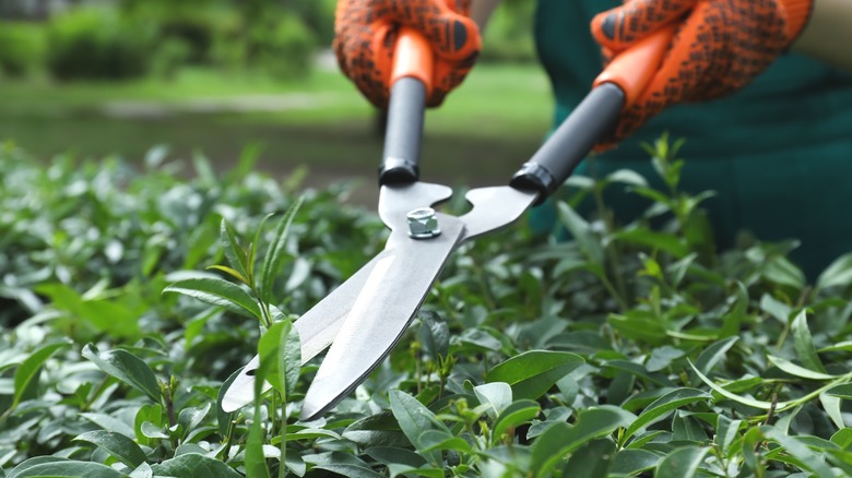 Person using sharp garden shears to trim hedge