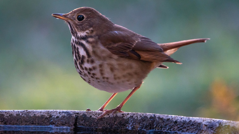 Bird standing at the edge of a bird bath