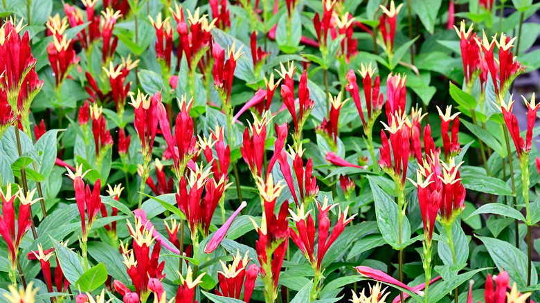 Densely growing Indian pink plants up-close
