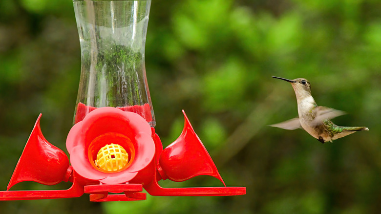 Hummingbird hovering near a nectar feeder