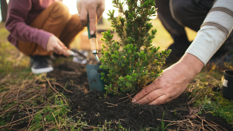 Planting a tree outside