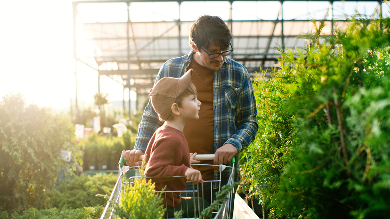 Father and young son choosing trees from nursery