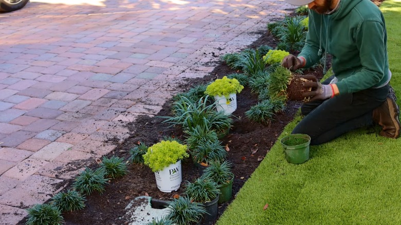 Man planting garden edge beside cobblestone driveway with young spring plants on manicured lawn