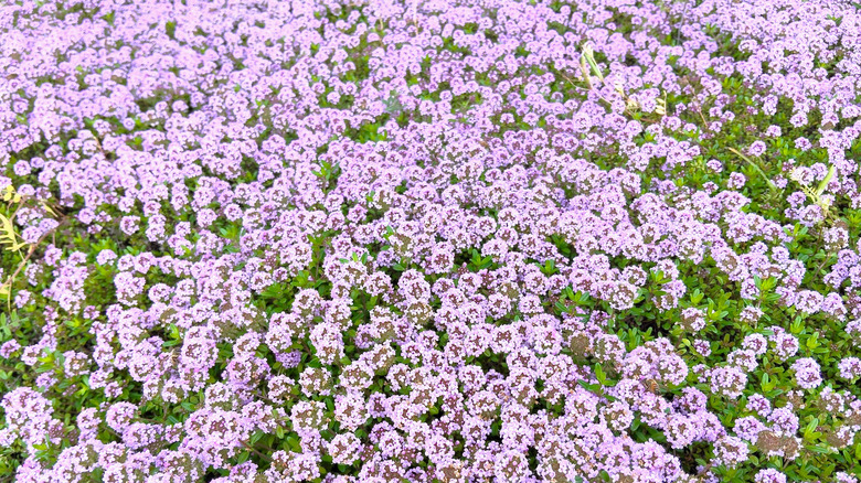thyme ground cover with pinkish flowers