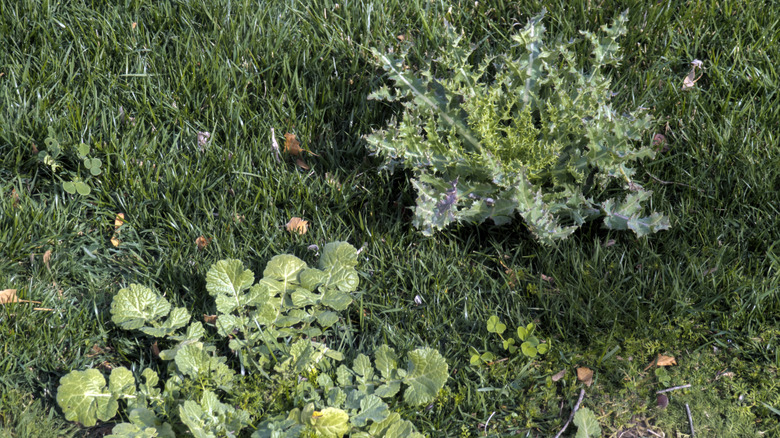 weeds growing in lawn