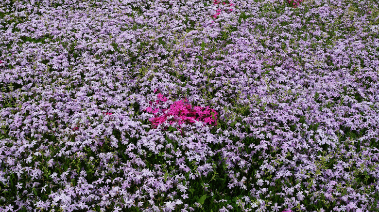 Flowering moss phlox as ground cover