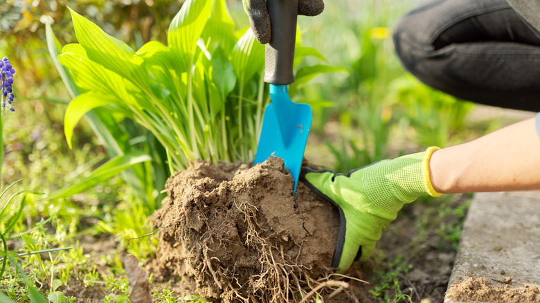 Gardener digging up hostas