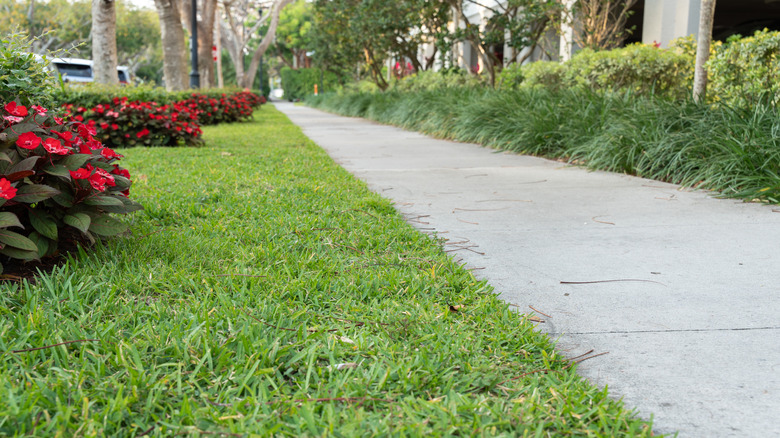 A mostly clear stretch of sidewalk next to grass and red flowering bushes