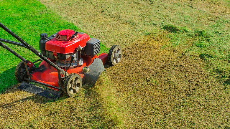 Rotary mower dethatching a lawn