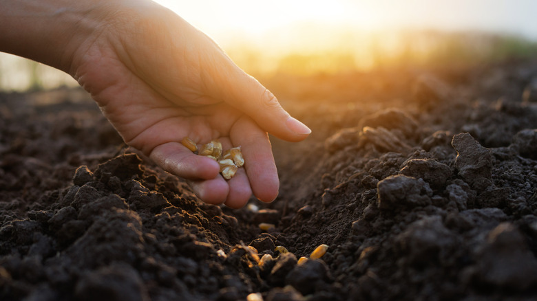 a person dropping seeds into the soil