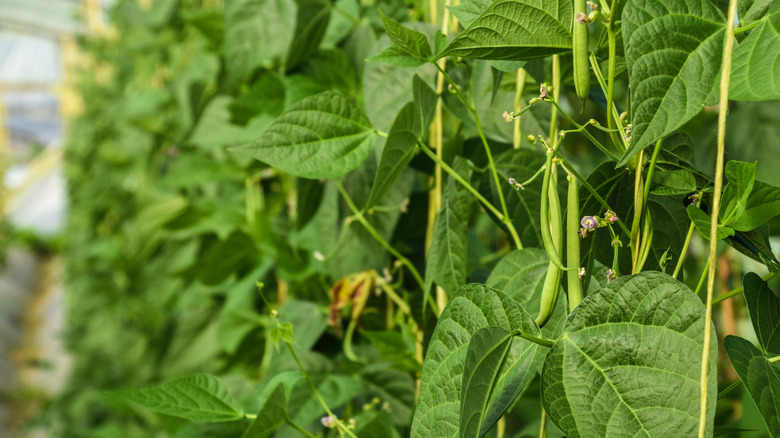 green bean plant flowering and producing beans