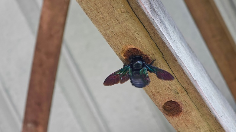 Carpenter bee flying around holes dug in wood framing