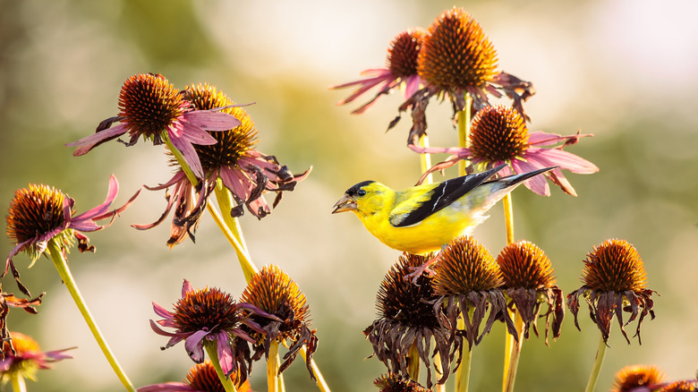 Goldfinch feeding from purple coneflower seed heads