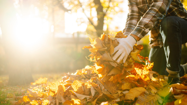 A woman holds a pile of fall leaves on a sunny day
