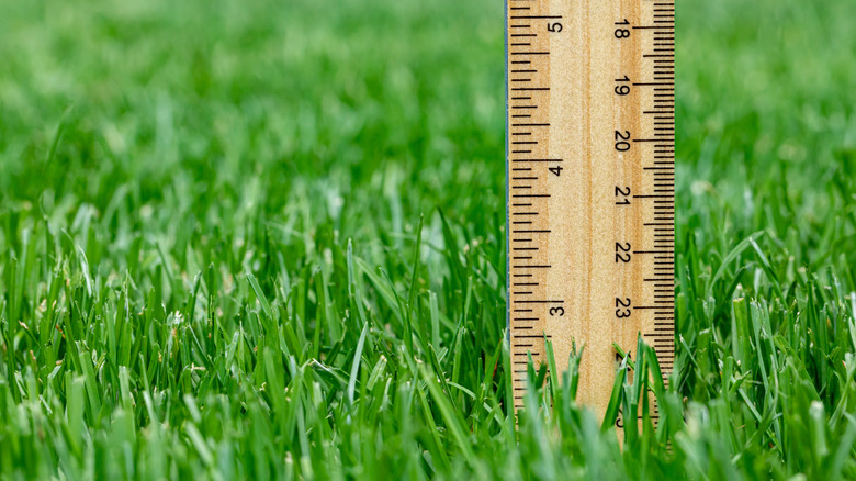 a ruler on a lawn