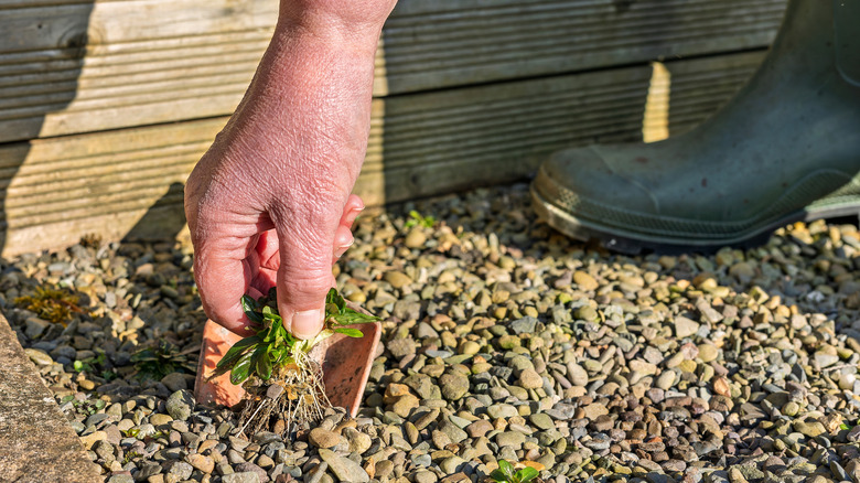 Hand pulling weeds from gravel