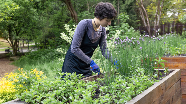 Woman tending plants in a raised wooden garden bed.
