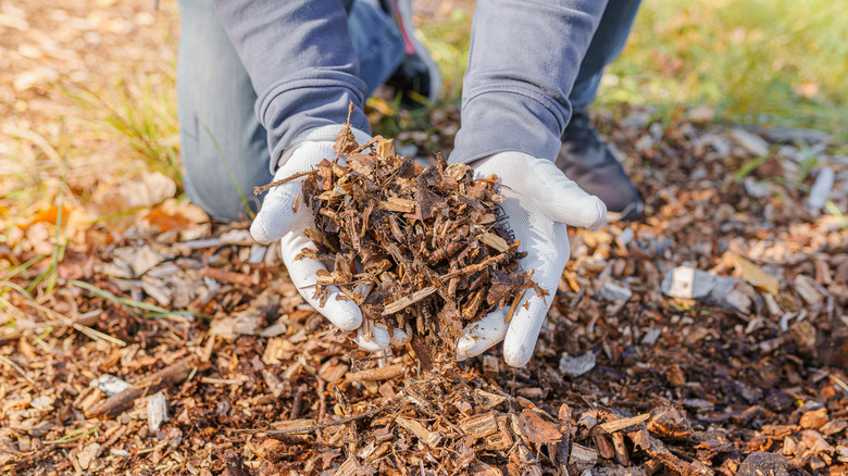 Gloved hands scooping up wood chips