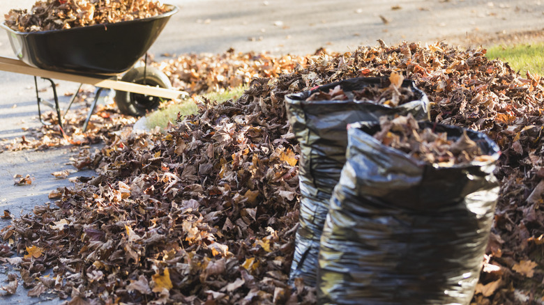 Fall leaves in a wheelbarrow, bags, and a pile