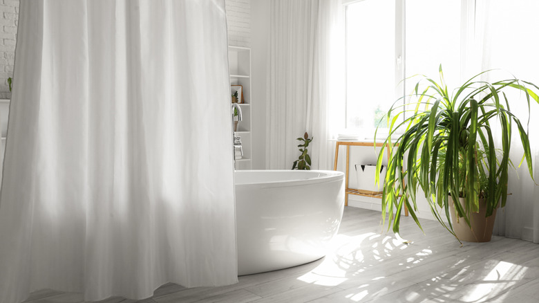 long shower curtain in white bathroom with large plant and window