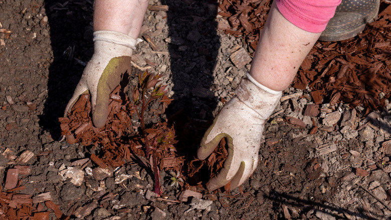 Gloved hands spreading mulch.