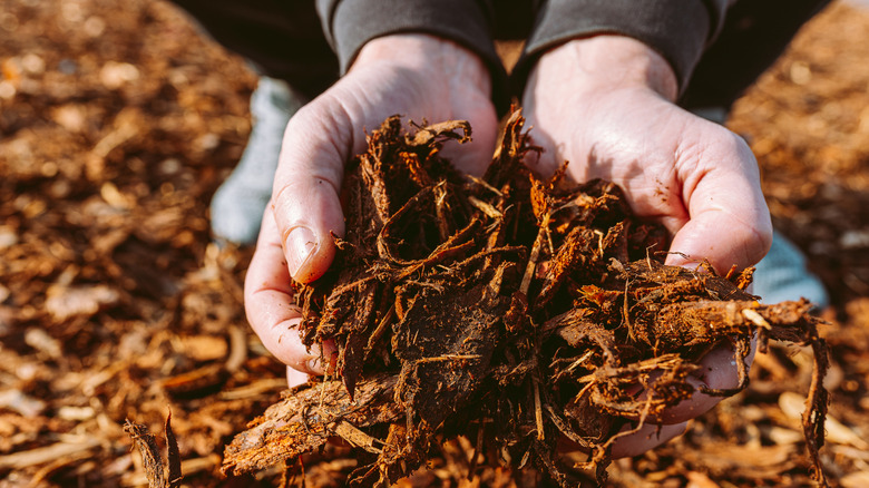 Bare hands holding light-brown mulch.
