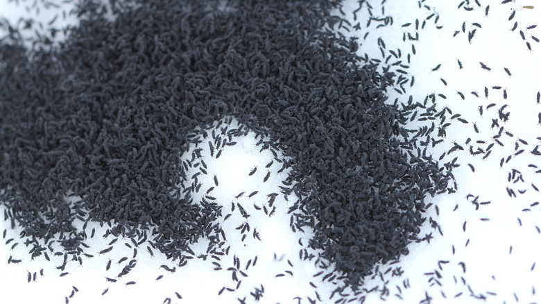 Large group of snow fleas on top of snow