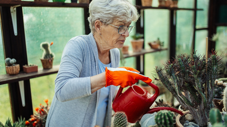 Elderly woman watering cactuses in green house